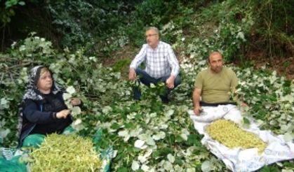 Türkiye’nin en büyük ıhlamur ormanlarında hasat başladı