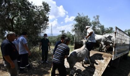 Boğalar, kurban yakalama timinden kaçamadı