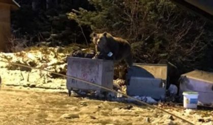 Uludağ’da aç kalan ayıya selam veren sürücüler saldırıya uğradı