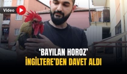 ‘Bayılan horoz’ İngiltere’den davet aldı