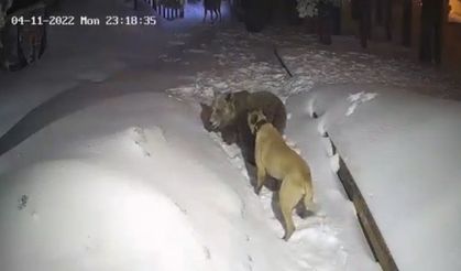 Uludağ’da ayı ile devasa köpeğin boğuşması!