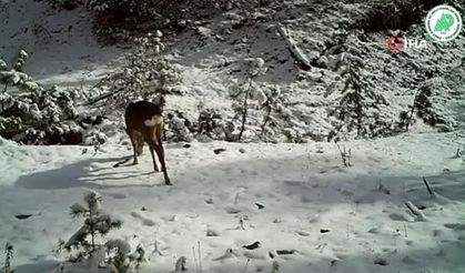 Yaban hayatından kısa kesitler fotokapanlara yansıdı!