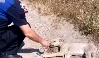 Bursa’da bitkin düşen yavru köpeğin yardımına zabıtalar yetişti!