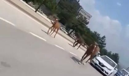 Sahipsiz başıboş atlar ana yollarda trafiği felç etti!