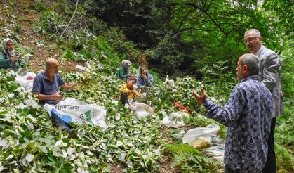 Bursa’nın dünyaca ünlü ıhlamur ormanlarında hasat başladı