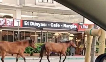 Sahipsiz başıboş atlar trafikte sürücülere zor anlar yaşattı!