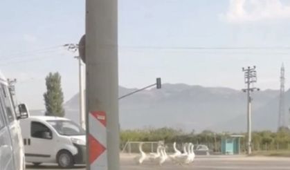 Yola çıkan kazlar nedeniyle şehirlerarası yolda trafik durdu!