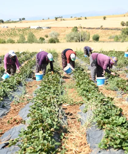 Coğrafi işaretli çileğin hasadı başladı