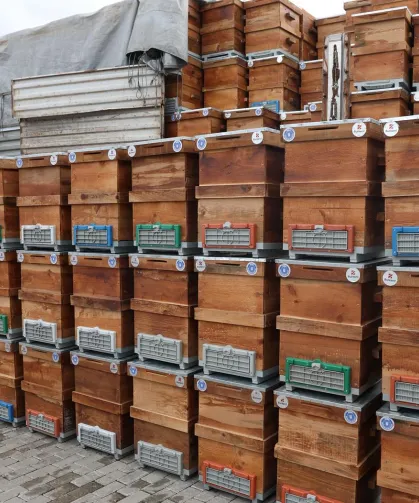 Bursa Büyükşehir'den arıcılara kovan desteği