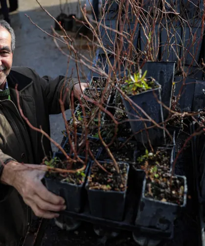 Bursa Büyükşehir'den kırsala fide ve fidan desteği sürüyor