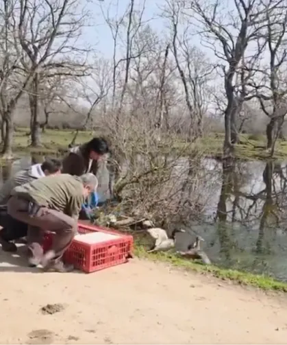 Bursa Karacabey'de yaban hayata özgürlük