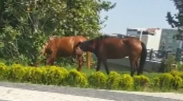 Kara yolundaki başıboş atlar yakalandı