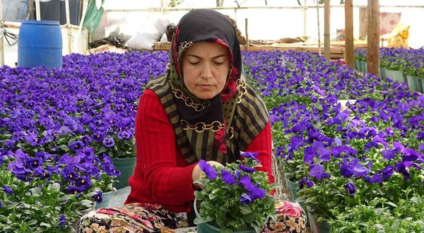 Bursalı köylü kadınlar yılda 6 milyon liralık tohum yetiştiriyor