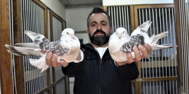 Güzelliği ile hayran bırakan güvercinler; 100 bin liraya alıcı buluyor