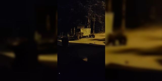 Anne ayı ve 2 yavrusu kamerada