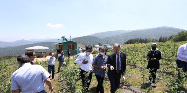 Yaban mersininde hedef 20 bin ton