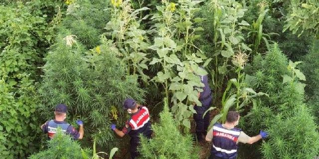 Mısır tarlasında 476 kök Hint keneviri ele geçirildi: 2 gözaltı