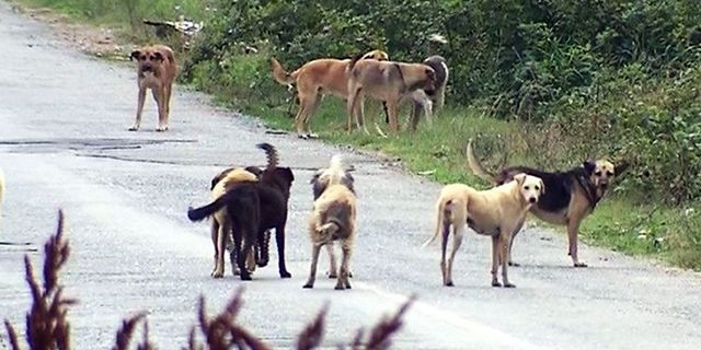 Tarım ve Orman Bakanlığı'ndan sokak köpekleri hakkında açıklama