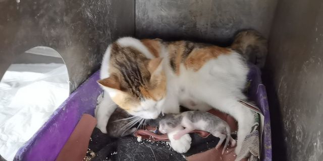 Kalp masajıyla hayata tutunan 3 yavru kediye 'Altın' annelik yapıyor