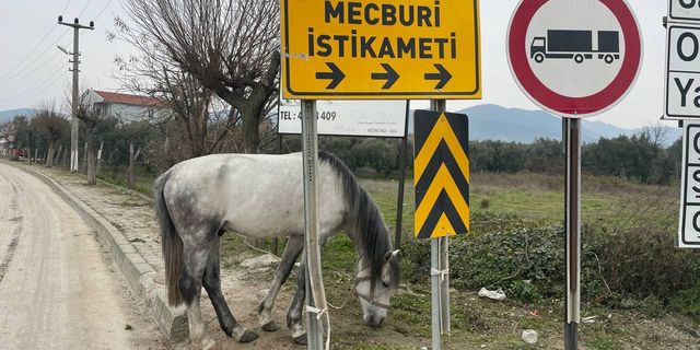 Bursa'da yolun kenarında ağaca bağlı at şoka uğrattı