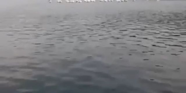 Pelikan sürüsü'nden iki balıkçıya ziyaret kameralara yansıdı!