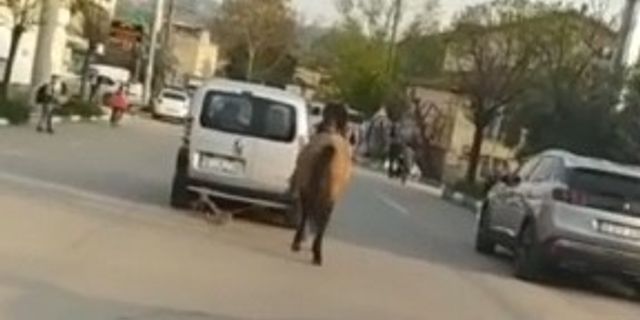 Trafikte atını aracına bağlayıp çekti!