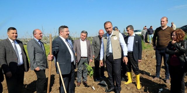 Mudanya’da ilek incir projesi başlatıldı