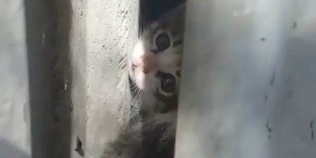 İki duvar arasına sıkışan kediyi itfaiye kurtardı!