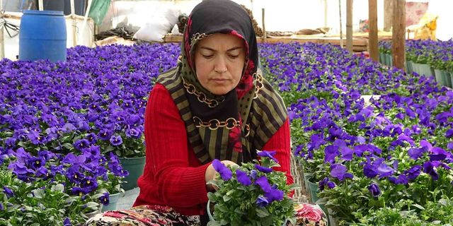 Bursalı köylü kadınlar yılda 6 milyon liralık tohum yetiştiriyor