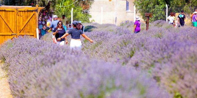 Didim'de lavanta festivali