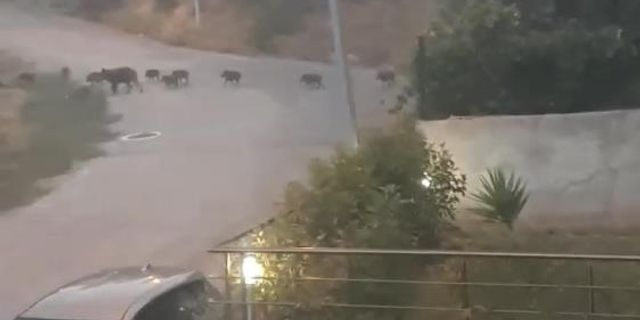 Bursa’da aç kalan domuz sürüsü şehir merkezinde