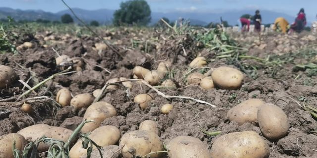 İnegöl'de patates hasadı başladı! Tarlada kilogramı 7.5 lira!