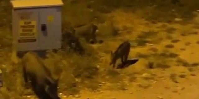 Aç kalan domuzlar bu sefer Yeni Mahalle’ye indi!