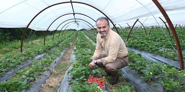 Bursalı çiftçinin hasat bayramı!