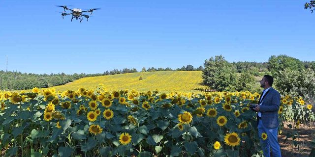 Kestel’de çayır tırtılı istilasına dronlu önlem!
