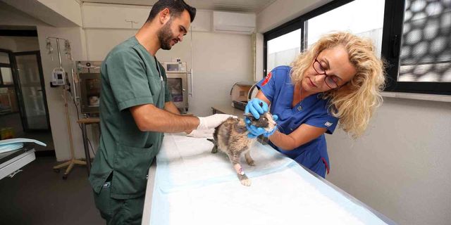 Nilüfer’de sokak kedilerine özel klinik