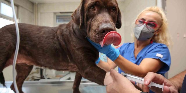 İlk kez bir köpek, hücre kök tedavisiyle sağlığına kavuştu!