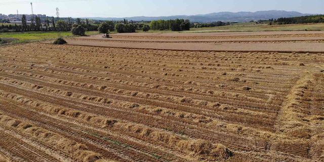 Üniversitenin arazisine buğday ektiler, 400 ton hasat yaptılar!