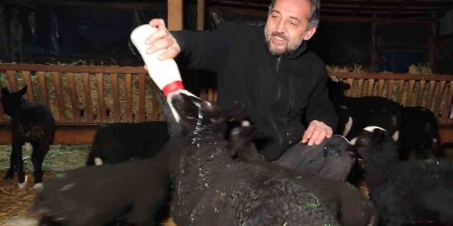 (Özel) Kuzular için güvenlik kamerası başında sabaha kadar doğum nöbeti