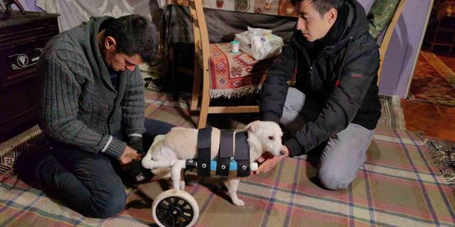 Yolda bulduğu engelli köpeği yaptığı düzenekle hayata bağladı