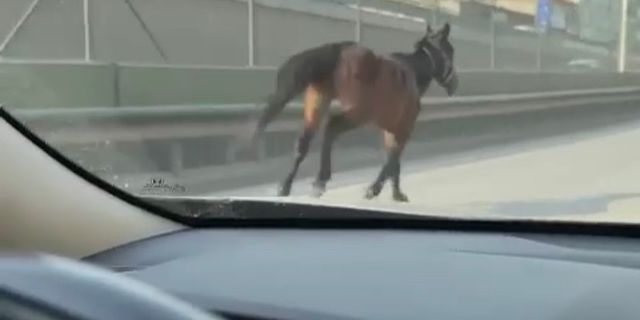 Başıboş atlar trafiği tehlikeye sokuyor