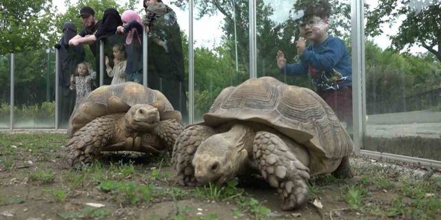 Hayvanat bahçesinde kaplumbağalara özel sofra kuruldu