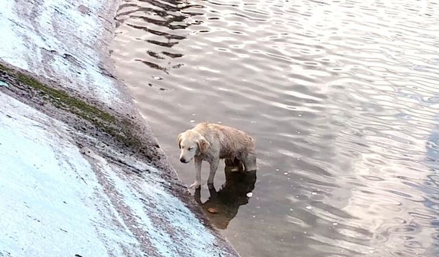 Göle düşen köpeği montuyla sararak ısıttı