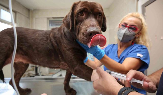 İlk kez bir köpek, hücre kök tedavisiyle sağlığına kavuştu!