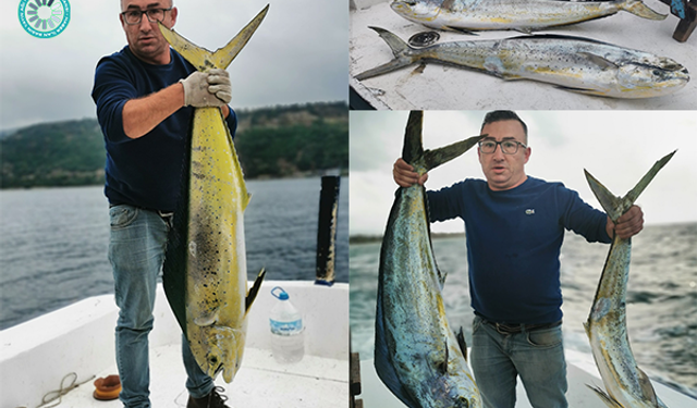 Çanakkale'de bir balıkçı, oltayla 2 ''Lambuka'' balığı yakaladı