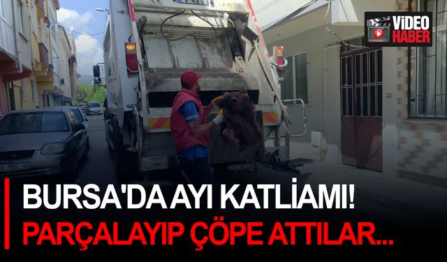 Bursa'da ayı katliamı! Ayıyı parçalayıp çöpe attılar