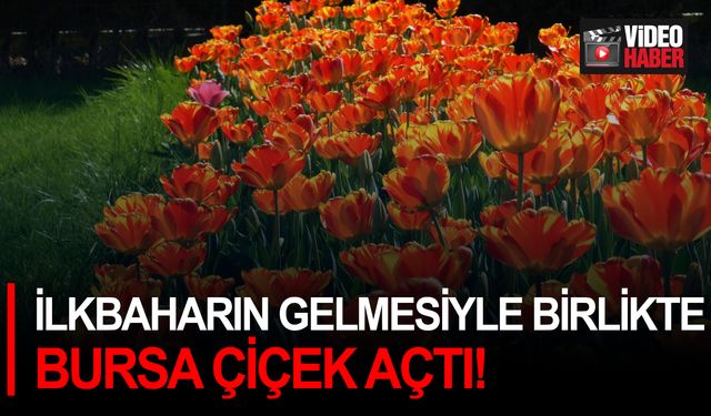 İlkbaharın gelmesiyle birlikte Bursa çiçek açtı!