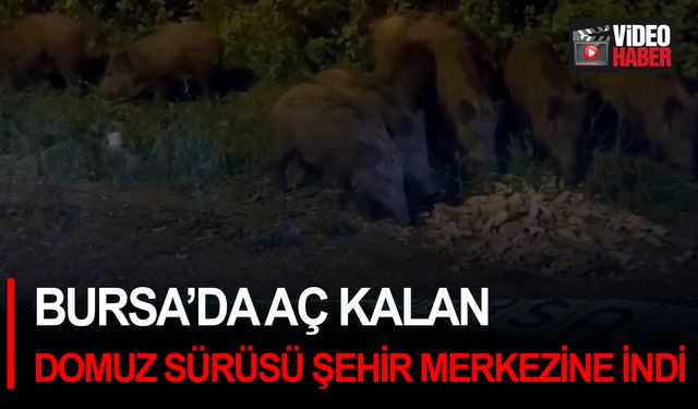 Bursa’da aç kalan domuz sürüsü şehir merkezine indi
