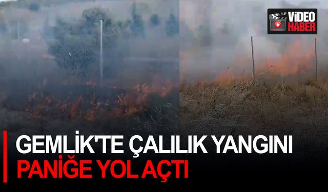 Gemlik'te Çalılık Yangını Paniğe Yol Açtı