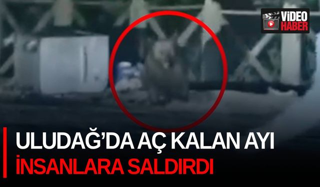 Uludağ’da aç kalan ayı insanlara saldırdı